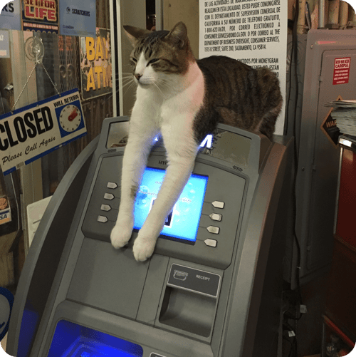 Tiger-the-cat